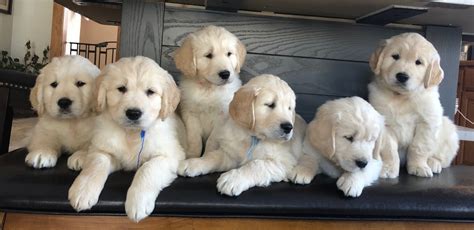 Gold Puppies - Golden Retriever Puppies in Minnesota - See our Puppies - Gold Puppies