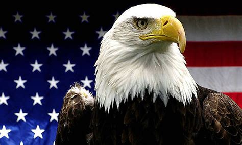 What Made The Bald Eagle The National Bird Of The United States ...