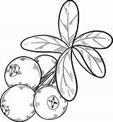Cranberries coloring Page  Free Printable Coloring Pages sketch template