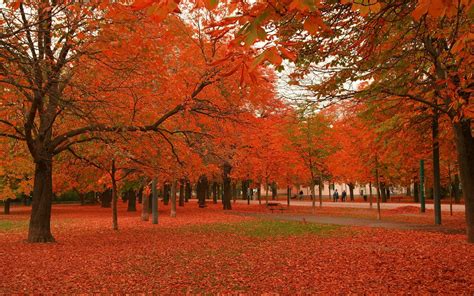 Imagem de Fundo - Árvores em tons vermelhos | Imagens de Fundo