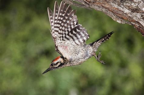 Red-Cockaded Woodpecker: Endangered Bird with Unique Habitat