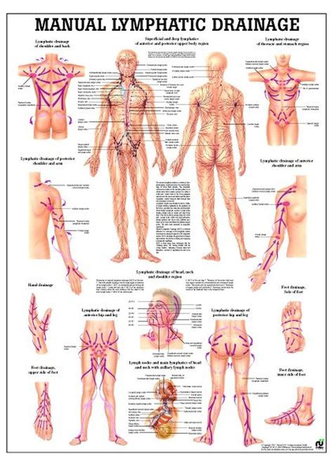 Lymphatic Drainage Laminated Anatomy Chart Lymphatic Drainage Massage ...