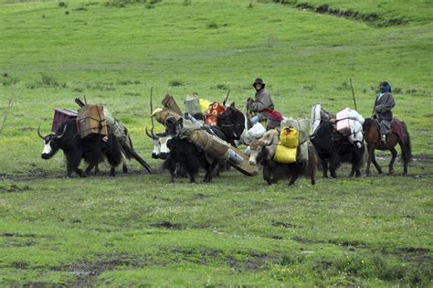 Tibetan Nomad life - The Land of Snows