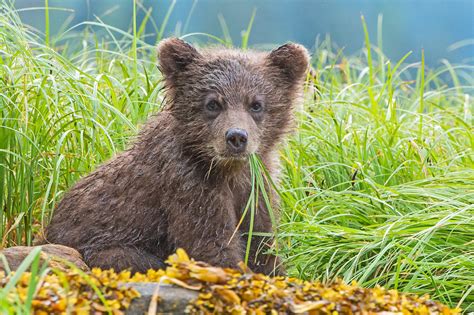 Steve Williamson Wildlife Photography | Grizzly Cub