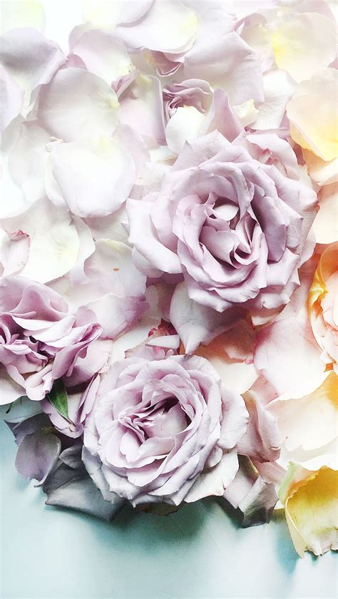 Floral screensaver for Iphone with roses for June #flowers #june # ...