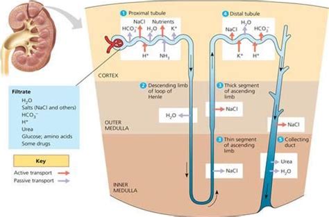 osmolarity kidney | Renal physiology, Physiology, Medical terminology study