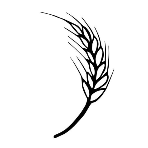 Drawing Of A Wheat Stalk Illustrations, Royalty-Free Vector Graphics & Clip Art - iStock