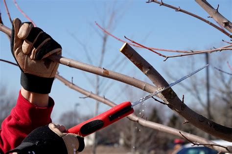 Pruning Guidelines for Shade Trees, Fruit Trees and Shrubs | News