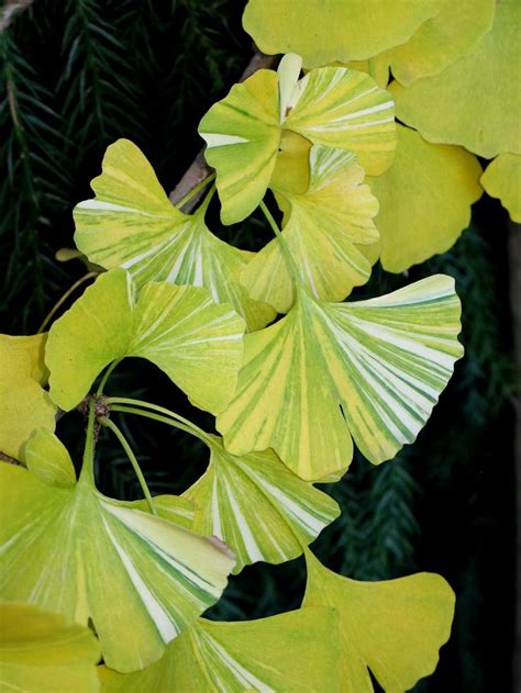 17 Best images about EVERYTHING GINGKO on Pinterest | Brooches, Copper and Leaf pendant