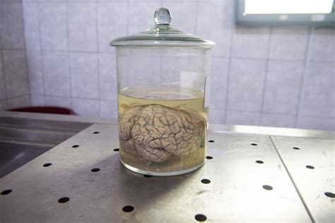 U.S. Military Gives Out $65 Million to Develop Brain Implants That ...