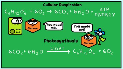 Amoeba Sisters Photosynthesis And Cellular Respiration Worksheet