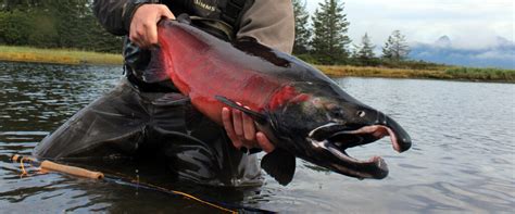 Coho Salmon – Fast-Action Salmon of the Pacific