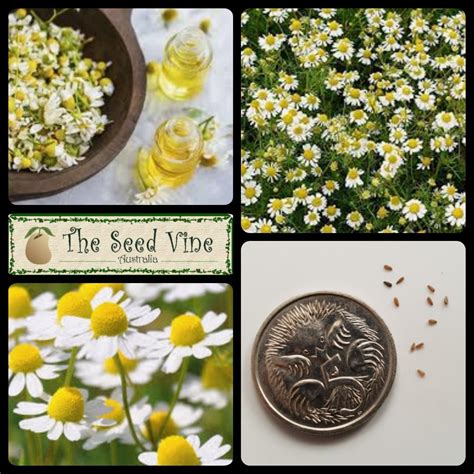 Anthemis nobilis - Roman Chamomile (Organic) - The Seed Vine