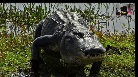 1000lb Alligator Burst Of Speed HD - YouTube