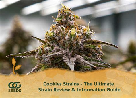 Cookies Strains - The Ultimate Strain Review & Information Guide