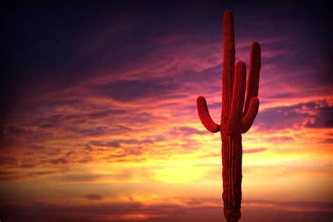 saguaro cactus sunset - Google Search | Saguaro, Saguaro cactus, Arizona sunrise