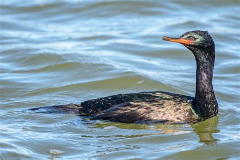 Pelagic Cormorant (breeding plumage) | Richmond Marina, Rich… | Flickr