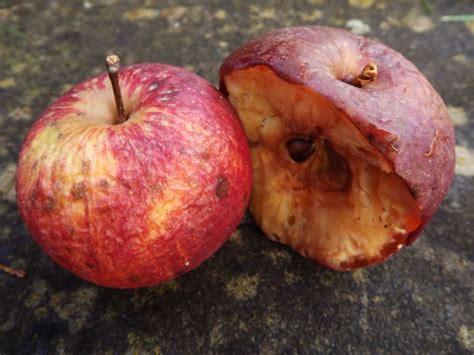 a decaying apple