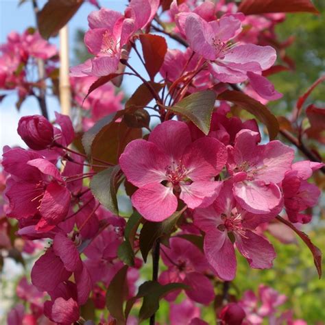 Malus Rudolph | Pink Flowering Crab Apple Trees For Sale