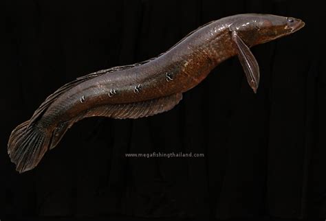 Cobra Snakehead (Channa marulius) | MegaFishingThailand