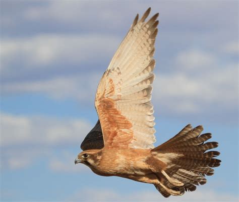 Richard Waring's Birds of Australia: Another Brown Falcon with prey ...