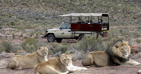 10 BEST Safari Tours Near Cape Town (Full-Day & Overnight) | Tickets 'n Tour