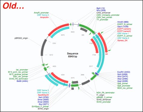 Improved Plasmid Maps Powered by SnapGene