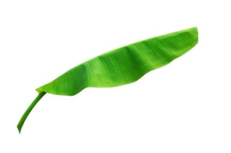 Premium Photo | Banana leaf isolated on white background