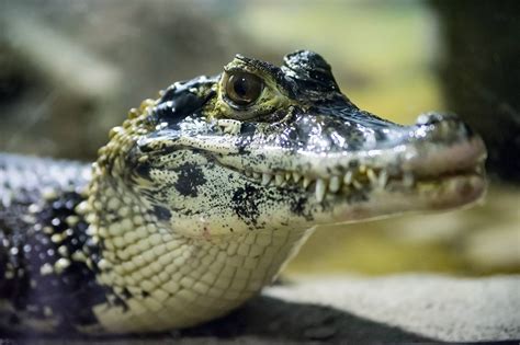 black caiman (Melanosuchus niger); Image ONLY