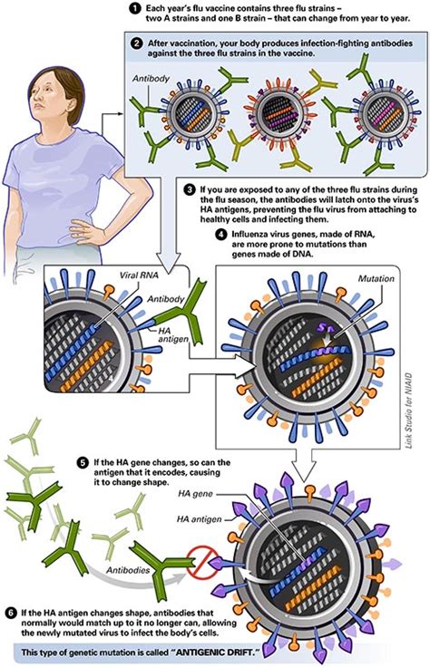 Minor Flu Strains are Major Cause for Concern