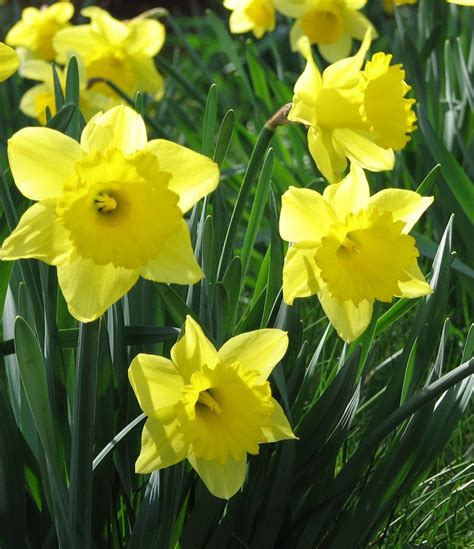 Daffodils Free Photo Download | FreeImages