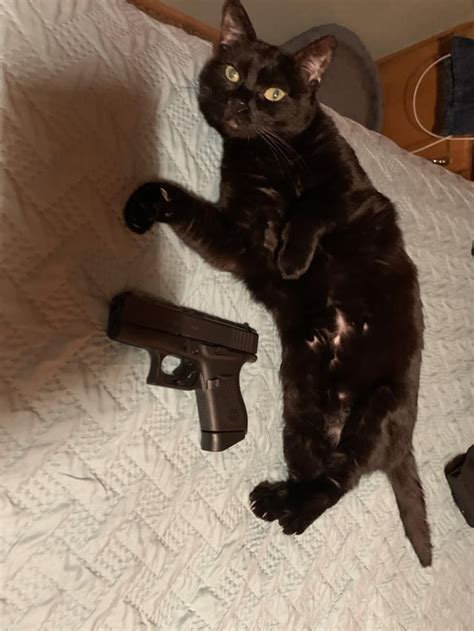 Small gat small cat. : r/Gatcat