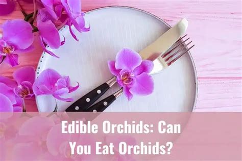 Are Orchids Edible? Fun Facts And How To Use Them - Everyday Orchids