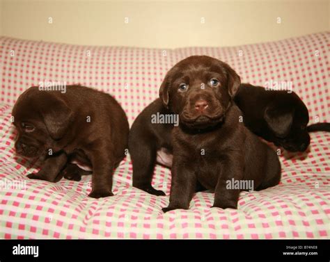 Chocolate Labrador puppies playing on a couch Stock Photo - Alamy