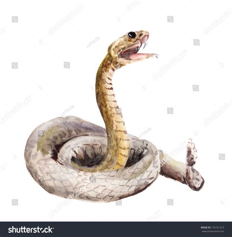 Isolated Cascabel Snake Stock Photo 155161313 : Shutterstock