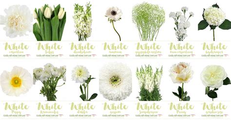 White Wedding Flowers Guide: Types of White Flowers, Names + Pics