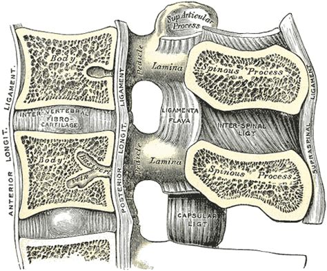 Cervical Vertebrae Anatomy Ligaments