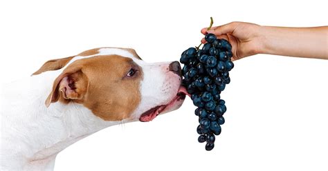 Can Dogs Eat Grapes? (Reasons, Symptoms & Treatment)