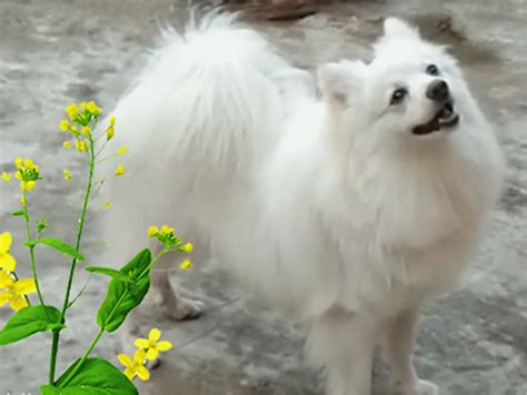 Indian Spitz: Breed Information, Facts and Characteristics - HubPages