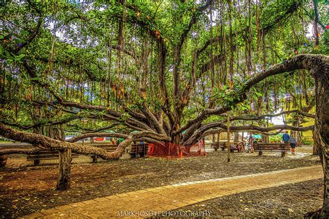 Lahaina Banyan Tree Photograph by Mark Joseph - Fine Art America