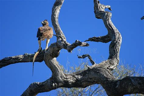 Brown Snake Eagle With Its Prey Stock Photo - Image of claws, brown ...