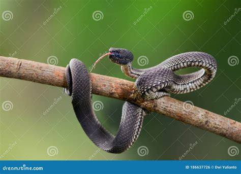 Mangrove viper snakes stock photo. Image of species - 186637726