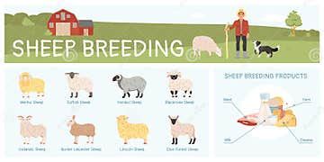 Sheep Breeding Infographic stock vector. Illustration of design - 288385297