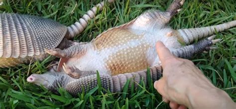 What Diseases do Armadillos Carry?