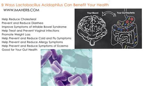 9 Ways Lactobacillus Acidophilus Can Benefit Your Health