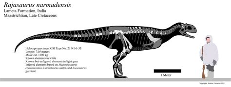 Rajasaurus Skull