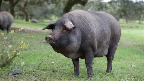 Black Iberian Pigs — The Complete Guide: Everything You Need to Know | Pet Pig World