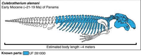 20-million-year-old tusked sea cow is Central America’s oldest marine ...