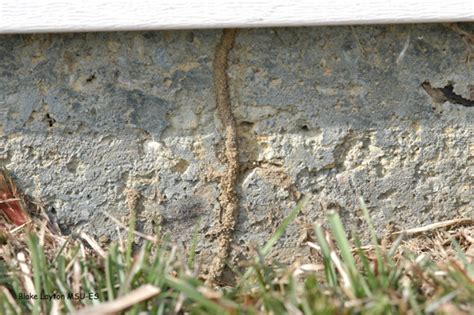 Termite Mound: Termites Outside Should I Worry