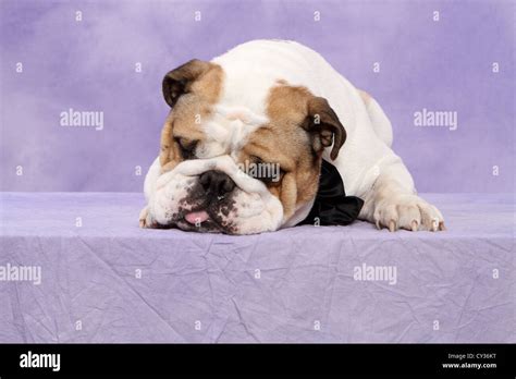 sleeping English Bulldog Stock Photo - Alamy